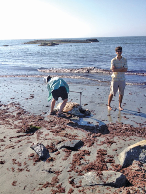 The Root family recently discovered this beached sea turtle
and reported it to the Audubon Society