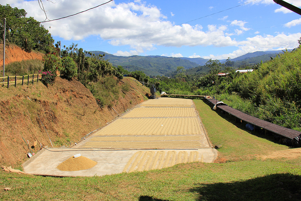 Every year, Starbucks takes select employees on an Origin Trip to learn where Starbucks coffee truly comes from. Here are scenes from coffee harvesting in Costa Rica: green coffee drying on patios, coffee cherries ripening on the tree, and harvested coffee cherries awaiting processing.