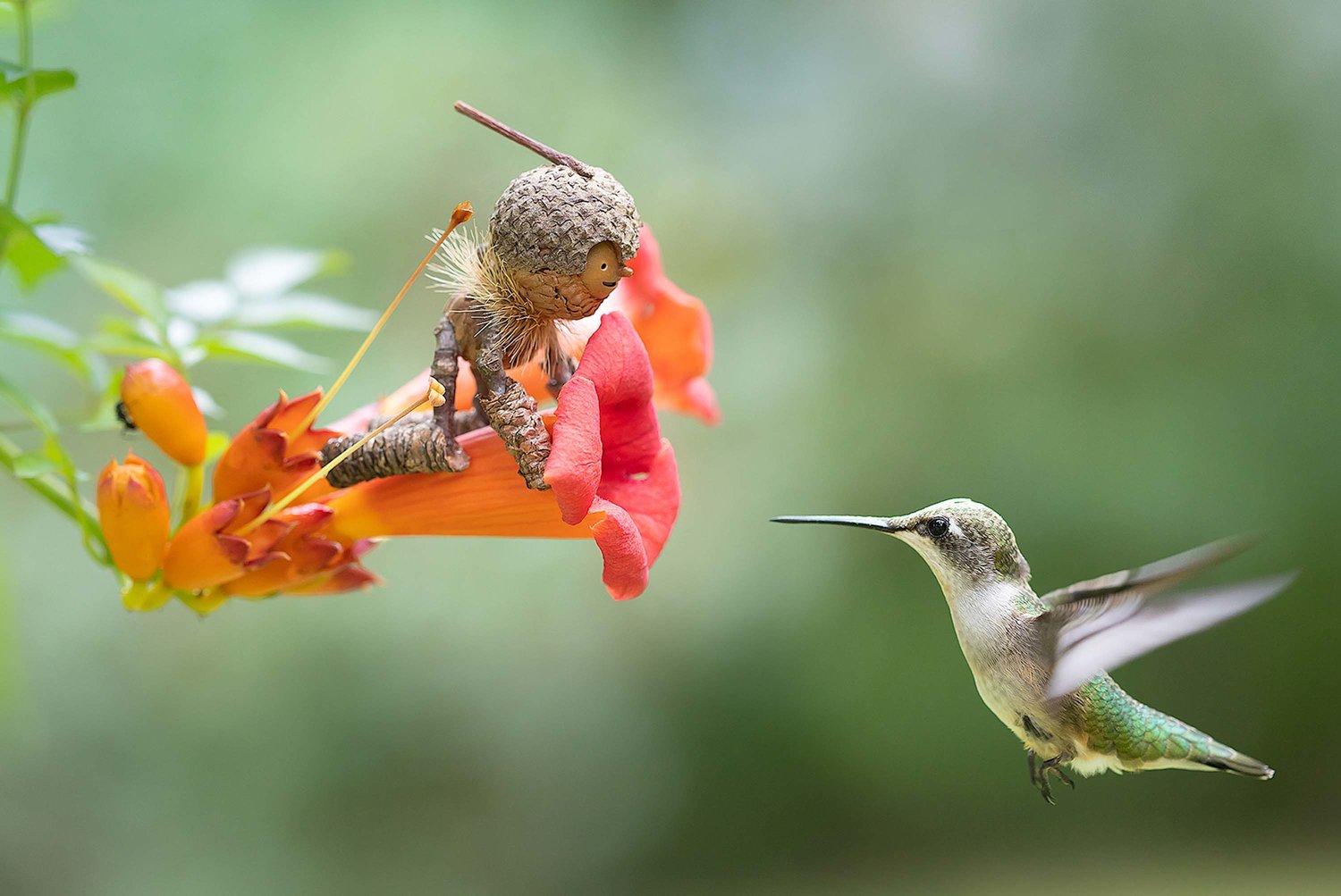 “Hummingbird”