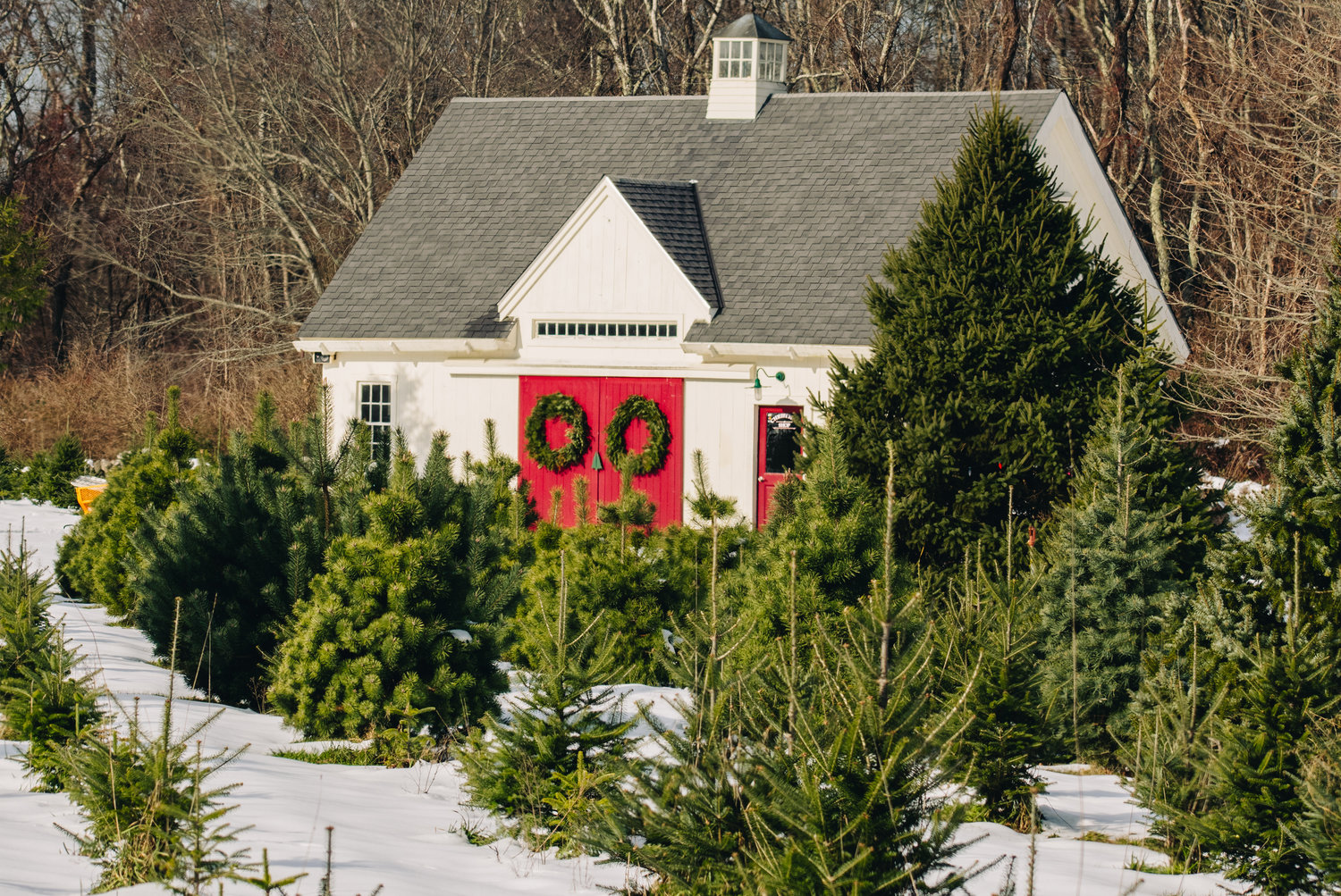 Clark’s Christmas Tree Farm is open for the season