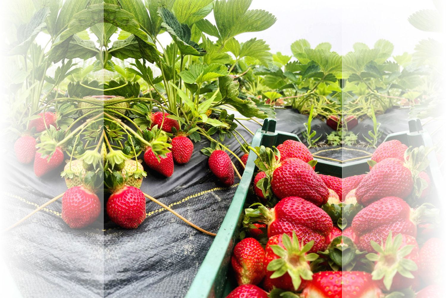 Fresh strawberries grown on Wishing Stone Farm