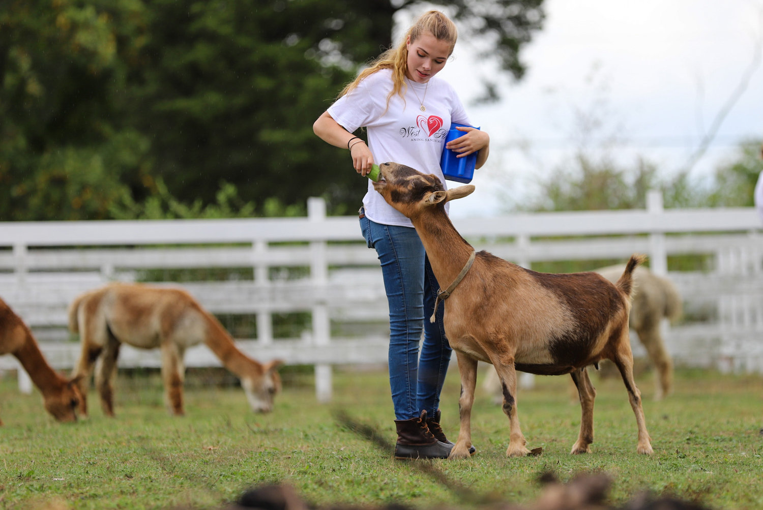 Intern Lillian Hanson caring for goats at West Place Animal Sanctuary