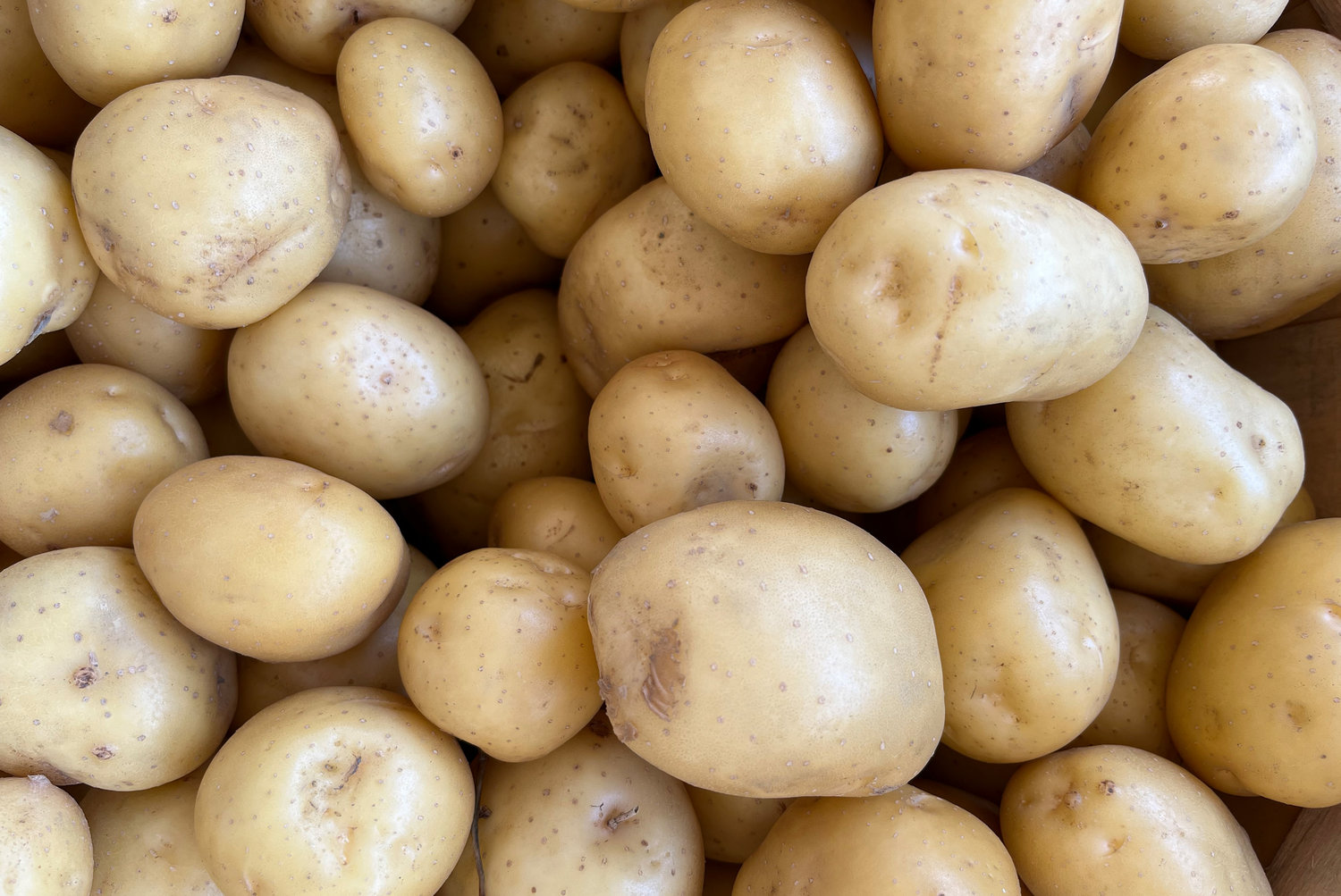 “I love growing potatoes. It’s an addiction,” says Tyler Young