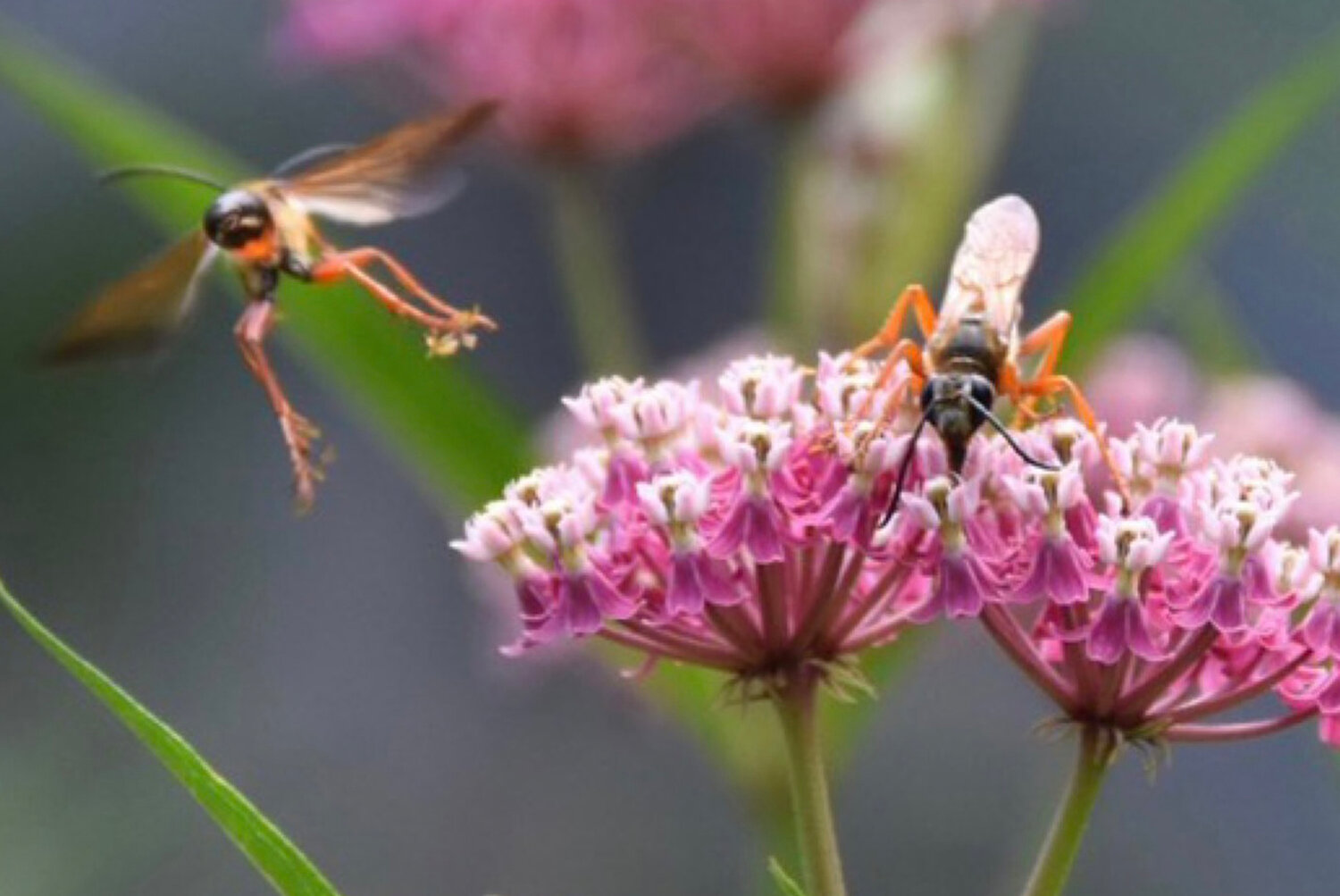 Insects visiting blooms on a Swamp MIlkweed plant, available at Prickly Ed’s in Barrington