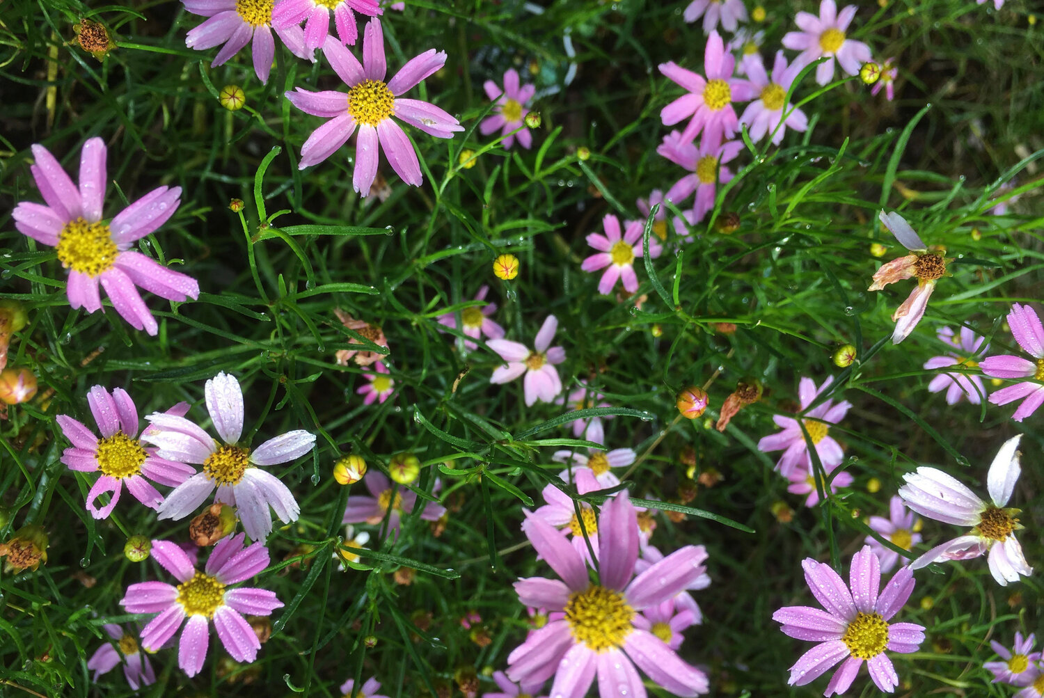 Pink Tickseed is a native flower growing in Sally Johnson’s garden