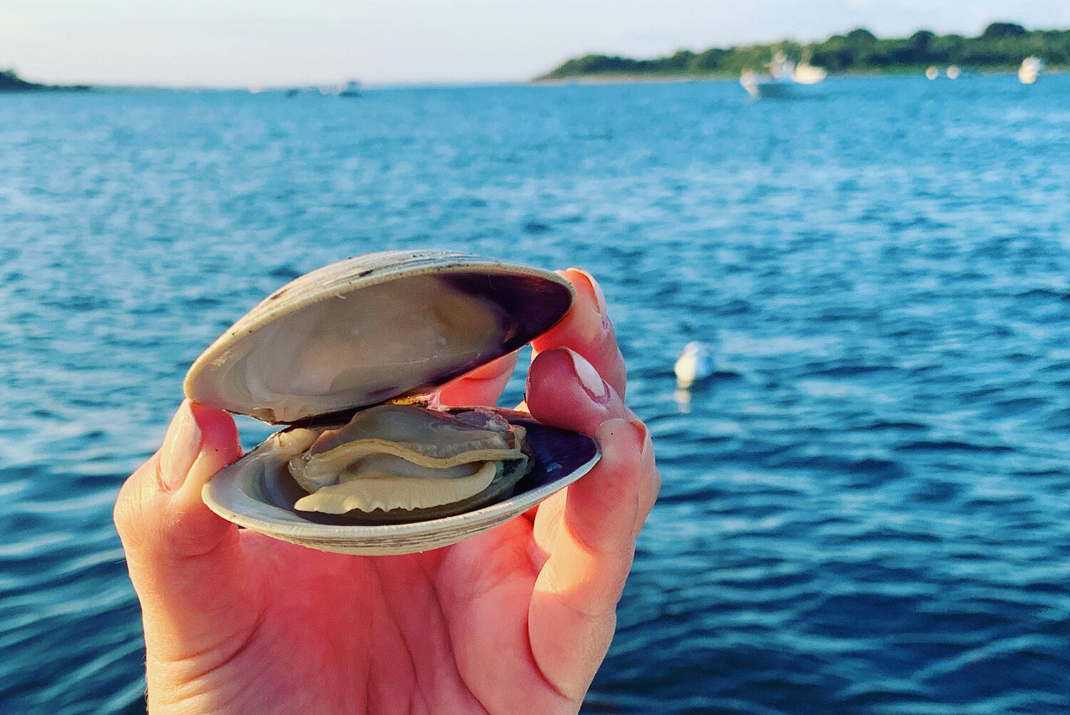 Fresh clams