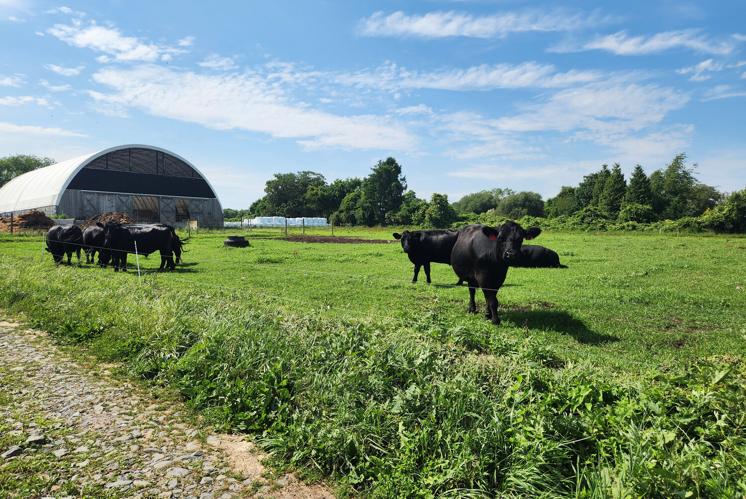 Pasture-raised cattle at Aquidneck Farms